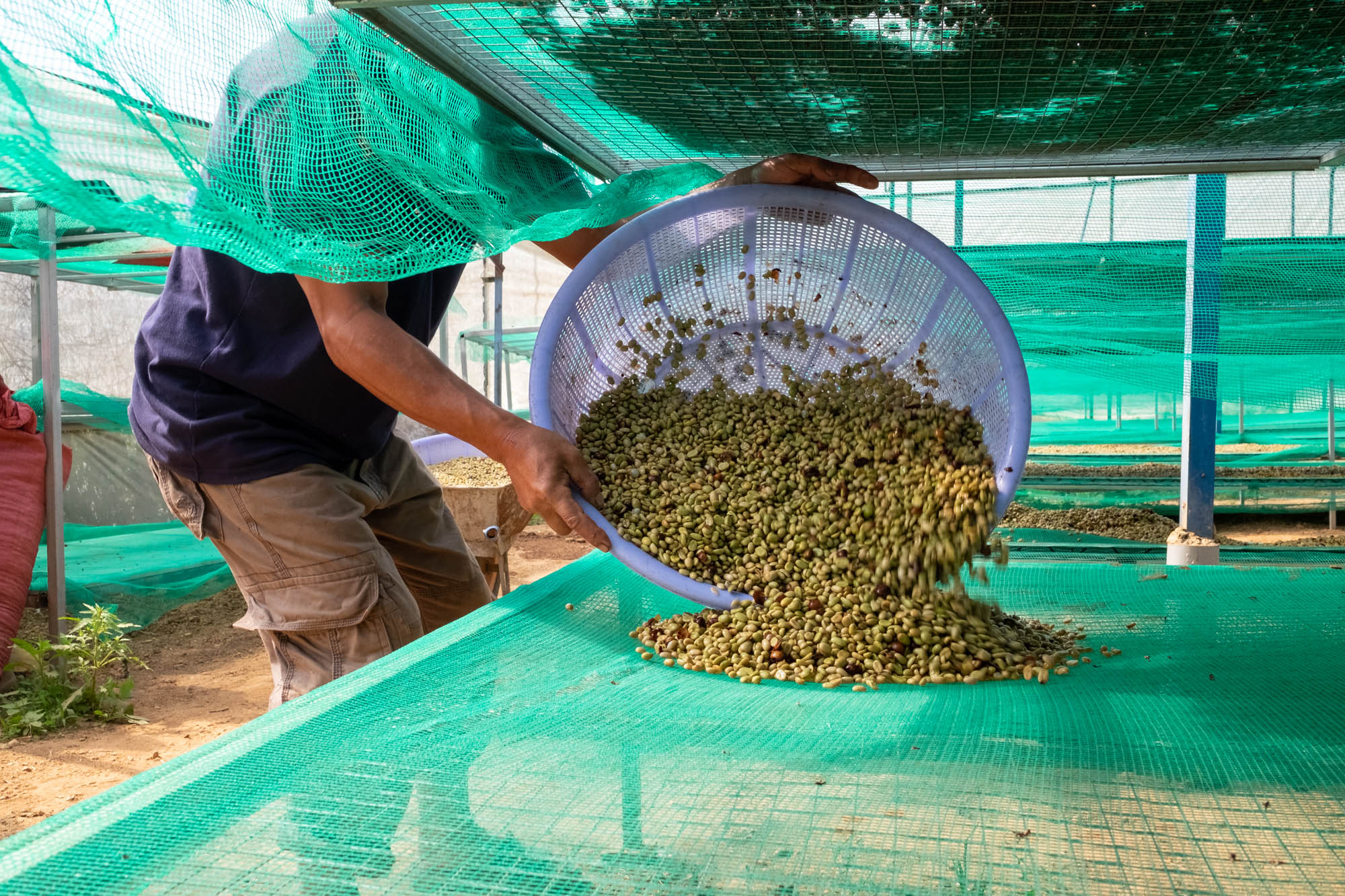 Zelená kávová zrna rozprostřená na afrických postelích pro rovnoměrné sušení vzduchem